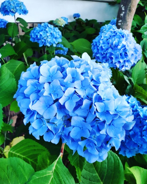 Hortensja Ogrodowa Nikko Blue doniczka 2L